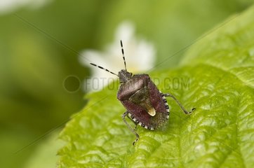 Bug (Dolycoris baccarum) on leaf. Denmark in May