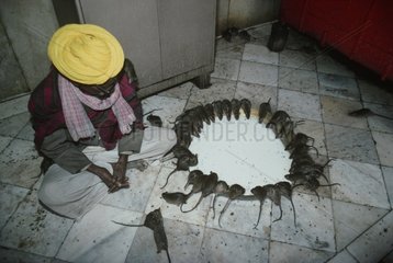 Rats drinking an offering of milk Deshnoke Temple India