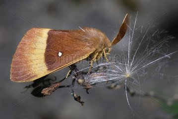 Drinker moth in the Vosges du Nord France