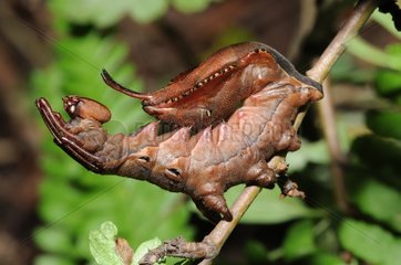 Caterpillar of Lobster Moth in defense posture France