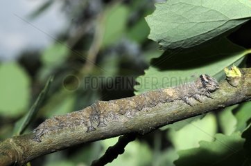 Caterpillar of Blue Underwing Moth hided on a branch France