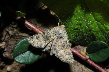 Small Ranunculus Moth in the Vosges du Nord France