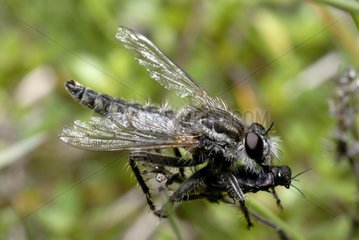 Robber Fly with its prey in the Vosges du Nord France