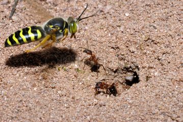 Digger Wasp in front of its burrow defended by ants France