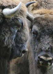 Portrait of European bisons male and female Germany