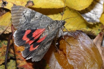 Moth feeding on a ripe fruit Vosges du Nord France