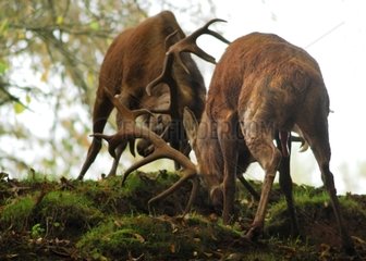 Fight of red deers during the rut in the Vosges France