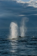 Group of Humpback whales are feeding at the surface Alaska