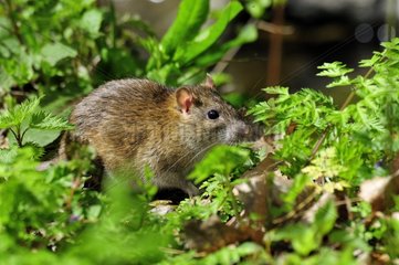 Long tailed field mouse in undergrowth France