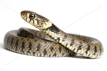 Young Grass Snake on white background