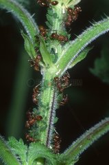 Ameisengruppenzüchtungblattläuse
