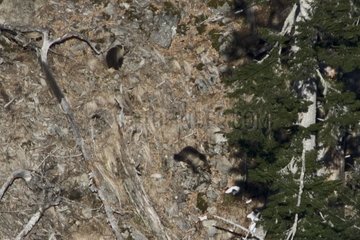 Pyrenäanische Bärin Female Hvala und Bear Cubs nach dem Winterschlaf