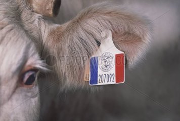 Etikettschleife 'Terroir Charolais' über Charolais Cow
