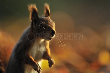 Portrait of Red squirrel in autumn Ile-de-France France