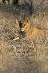 Lioness lying down in savanna Etosha NP Namibia