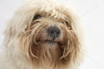 PortrÃ¤t eines Tulear -Coton -Hundes in Studio Frankreich
