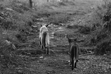 Cats walking on a way