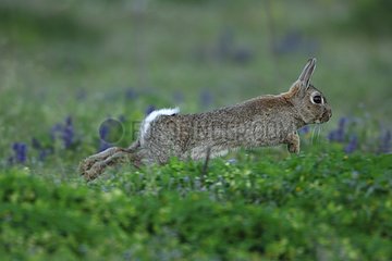 European Rabbit bounding through the grass Auvergne France