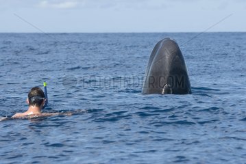 Sperm whale and swimmer face to face Caribbean