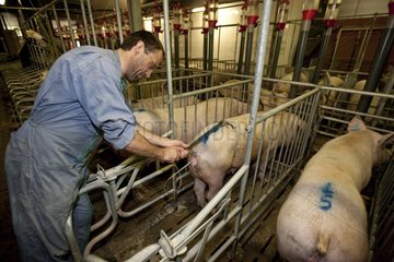 Artificial insemination of a sow in a pigsty France