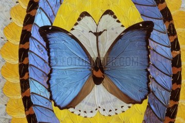 Countless pictures make with wings of morpho Brazil