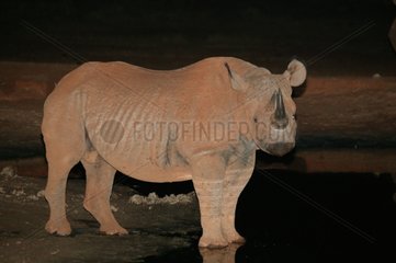 Rhinocéros noir de l'Est de nuit au point d'eau Ngulia Tsavo