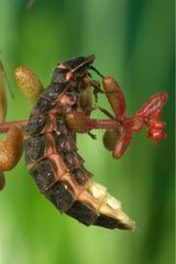 Female Glow-worm on a stem in June France