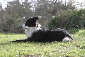 Male Border collie lying in l'herbe Coasts d'Armor France
