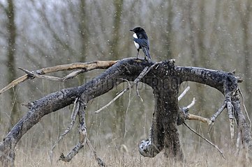 Magpie on a trunk in space natural Brognard