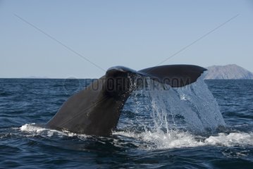 Sperm whale tail Gulf of California