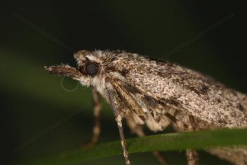 Diumea moth Midi-Pyrénées France