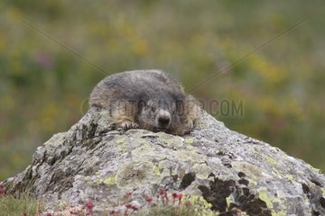 Woodchuck resting Vanoise NP in summer France