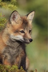 Portrait of Young Red Fox 7 weeks Montana USA