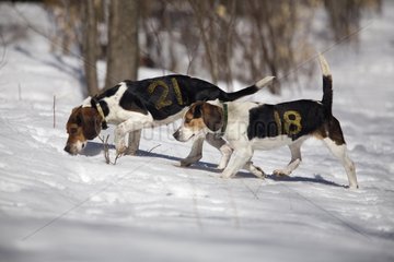 Beagles auf der Spur eines Hasen wÃ¤hrend eines Wettbewerbs Quebec