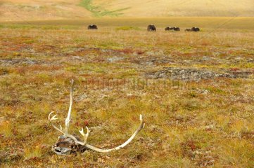 Skull of Reindeer and musk oxen in tundra Alaska