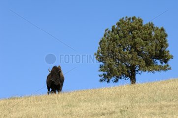 Bison Custer State Park Black Hills South Dakota USA.