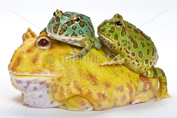 Three varieties of Horned Frog