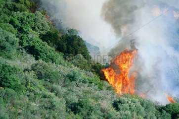 chaque anné  le maquis Corse est ravagé par les incendies.