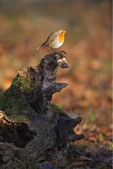 Robin standing on an old stump Great Britain