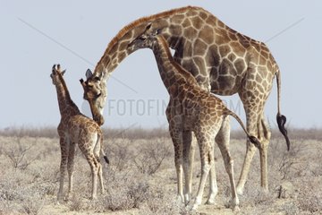 Weibliche Giraffe und ihre zwei kleinen in Savanna Etosha
