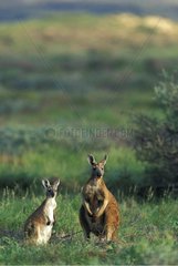 Two Western Wallaroos in Cape Range National Park