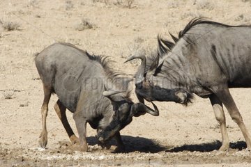 Blue wildebeests fighting Kgalagadi NP South Africa