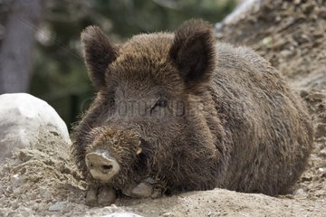 Wild Boar resting Costa Tropical Andalucia