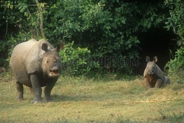 Weibliche und junge indische Nashörner in einer Nepal -Lichtung