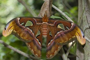 Giant atlas moth on a branch Catalonia Spain