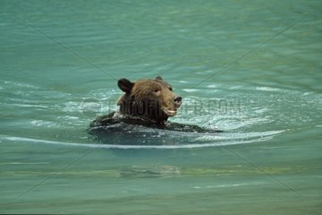 Grizzli bathing in a glacial lake Alaska USA