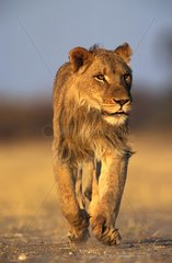 Lion mâle Rehabilitation Farm Namibie