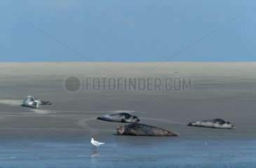 Phoques veau marin sur le sable Mer du Nord Allemagne