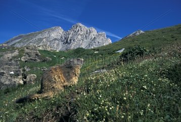Alpine Marmot in the Vanoise National Park France