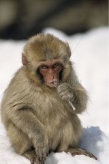 Japanese macaque sucking ice Honshu Japon